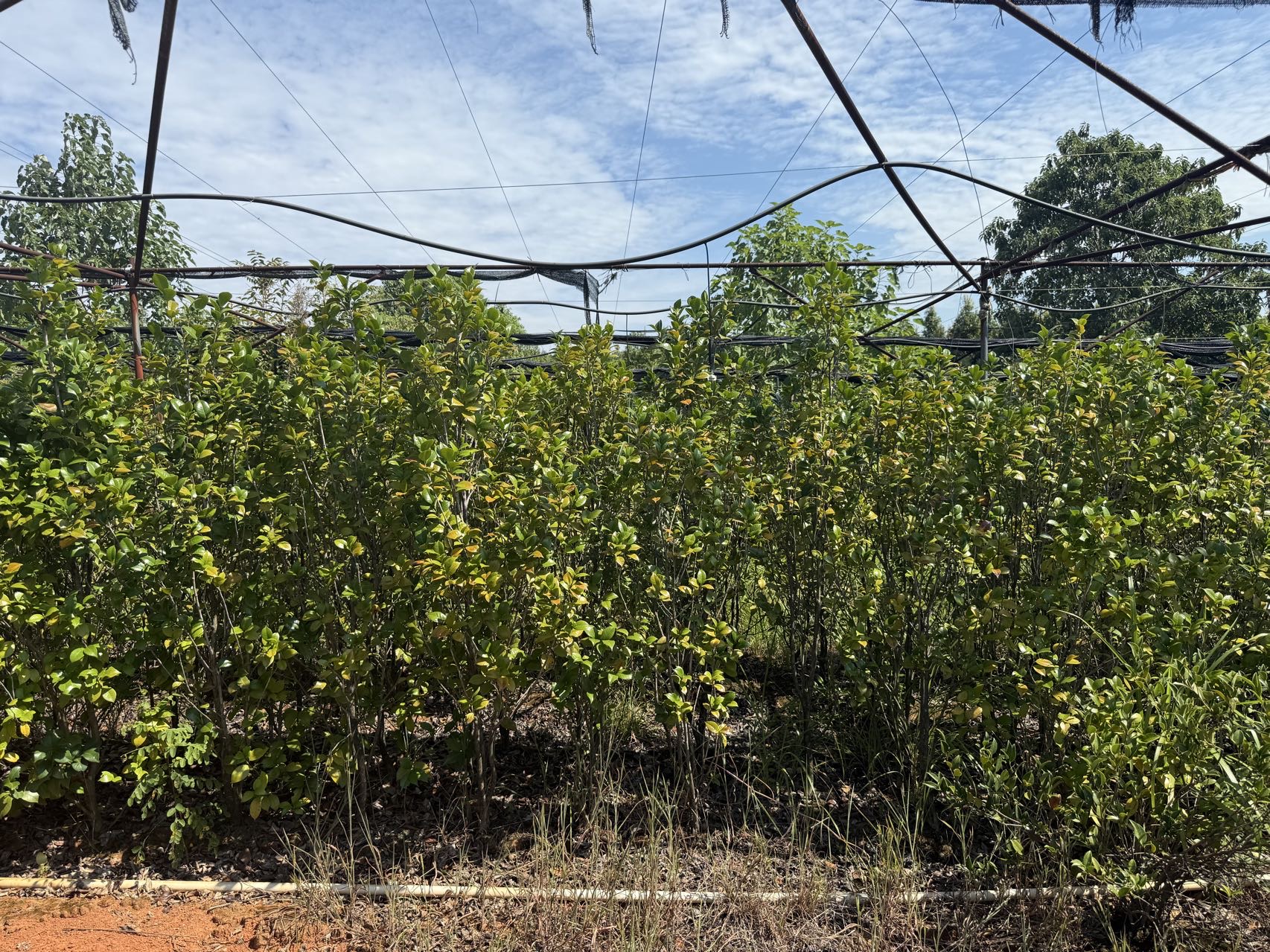 茶花（80-100公分）