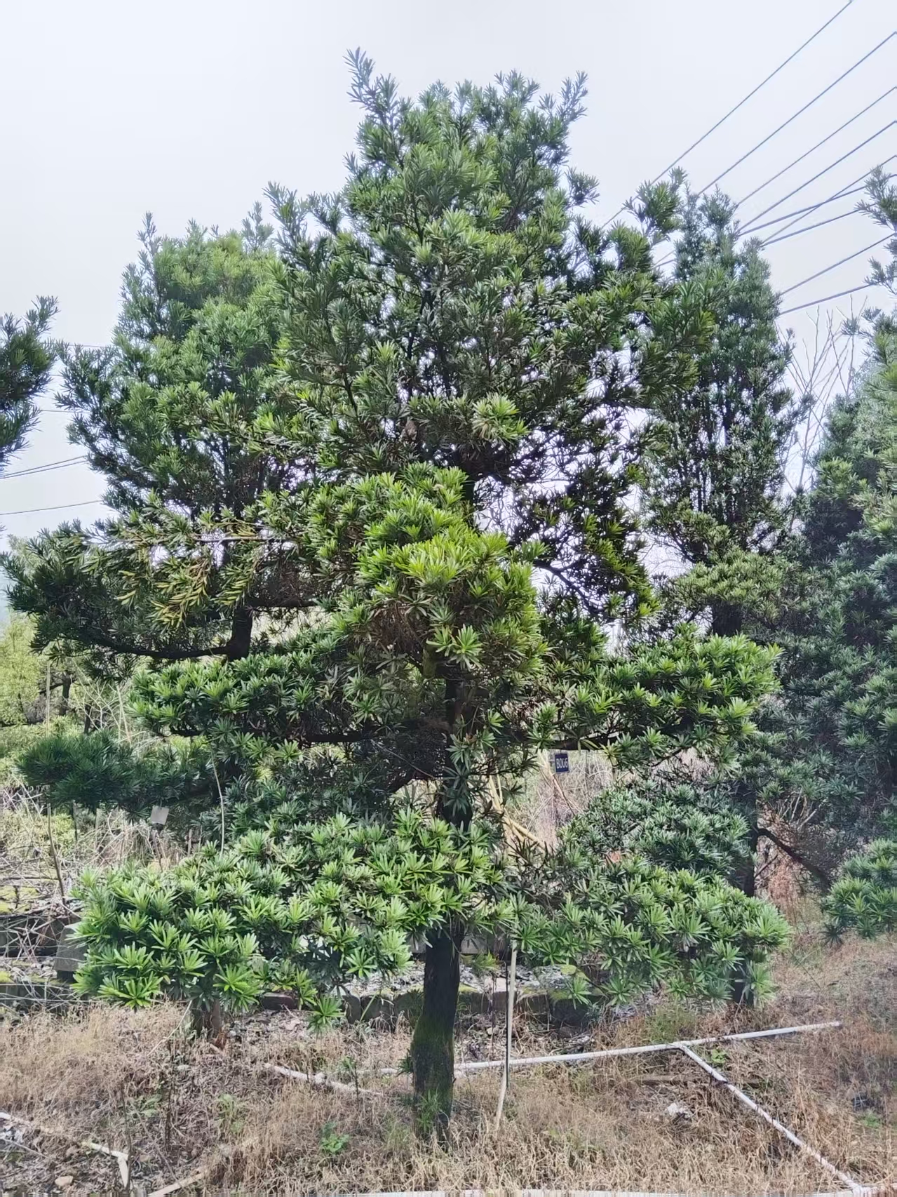 罗汉松（10-20公分）