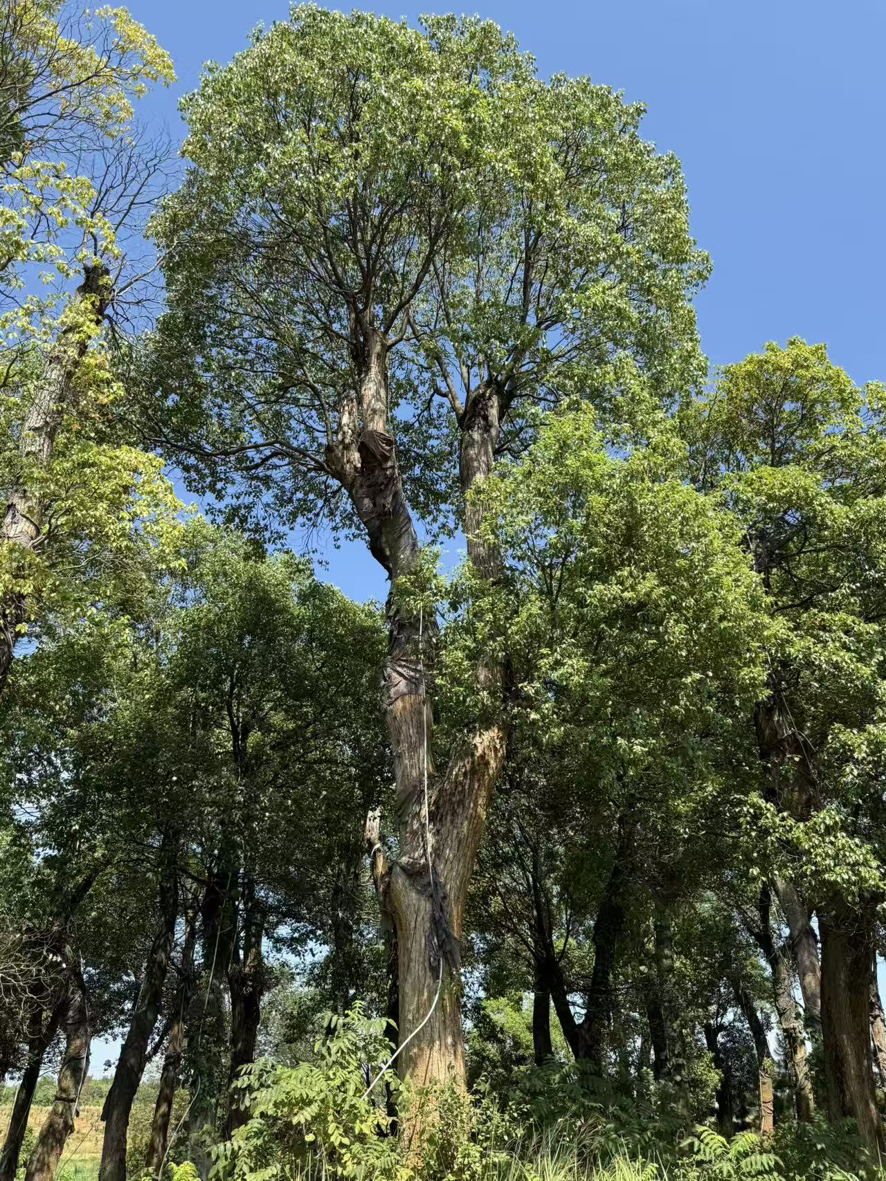 樟树（60-70公分）