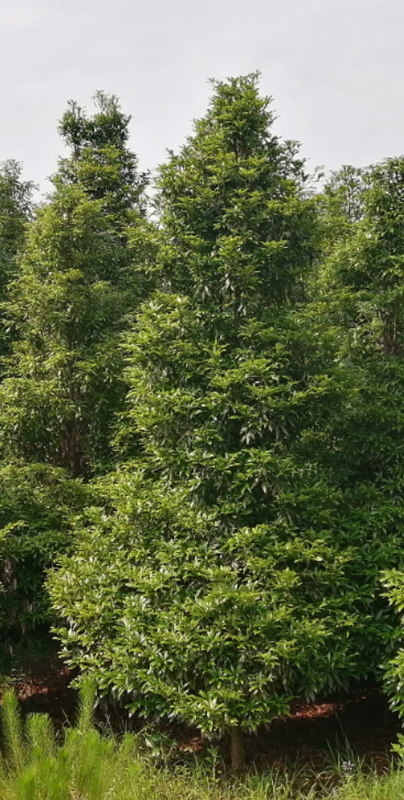 金丝楠木（12公分）