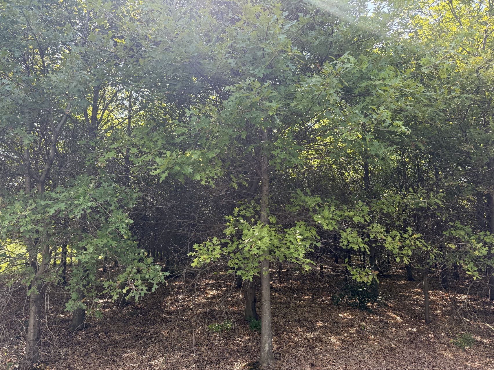 北美橡树（12公分）