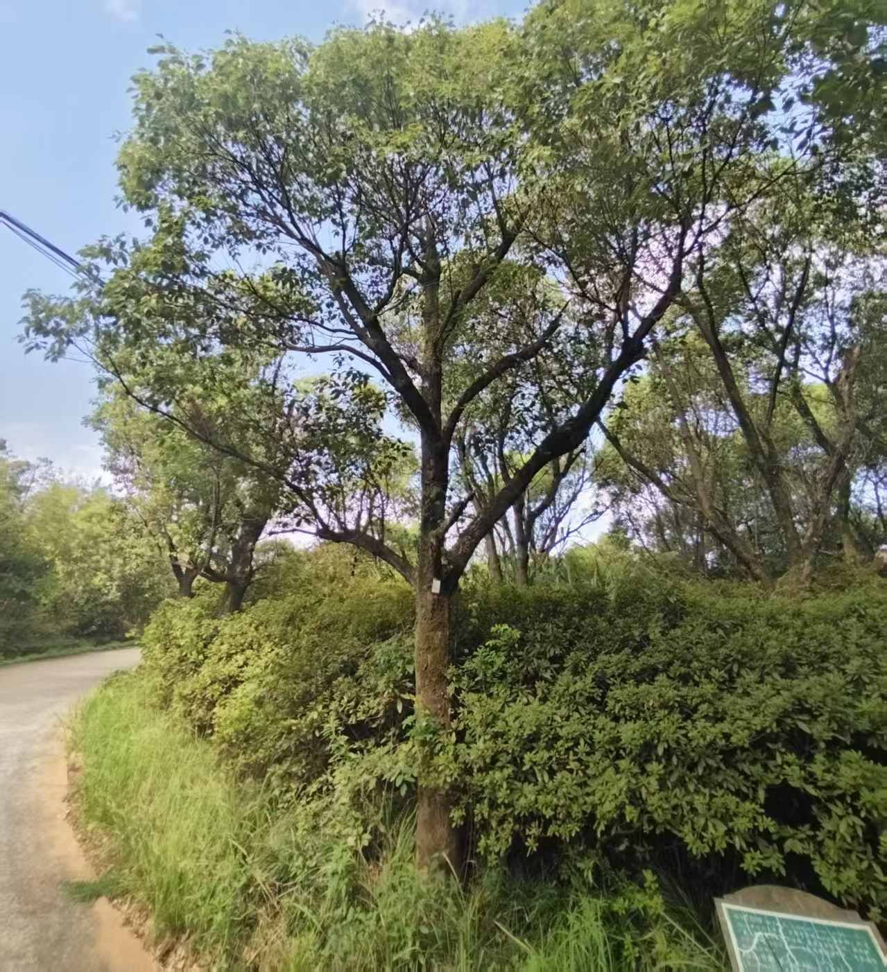 樟树（30-40公分）