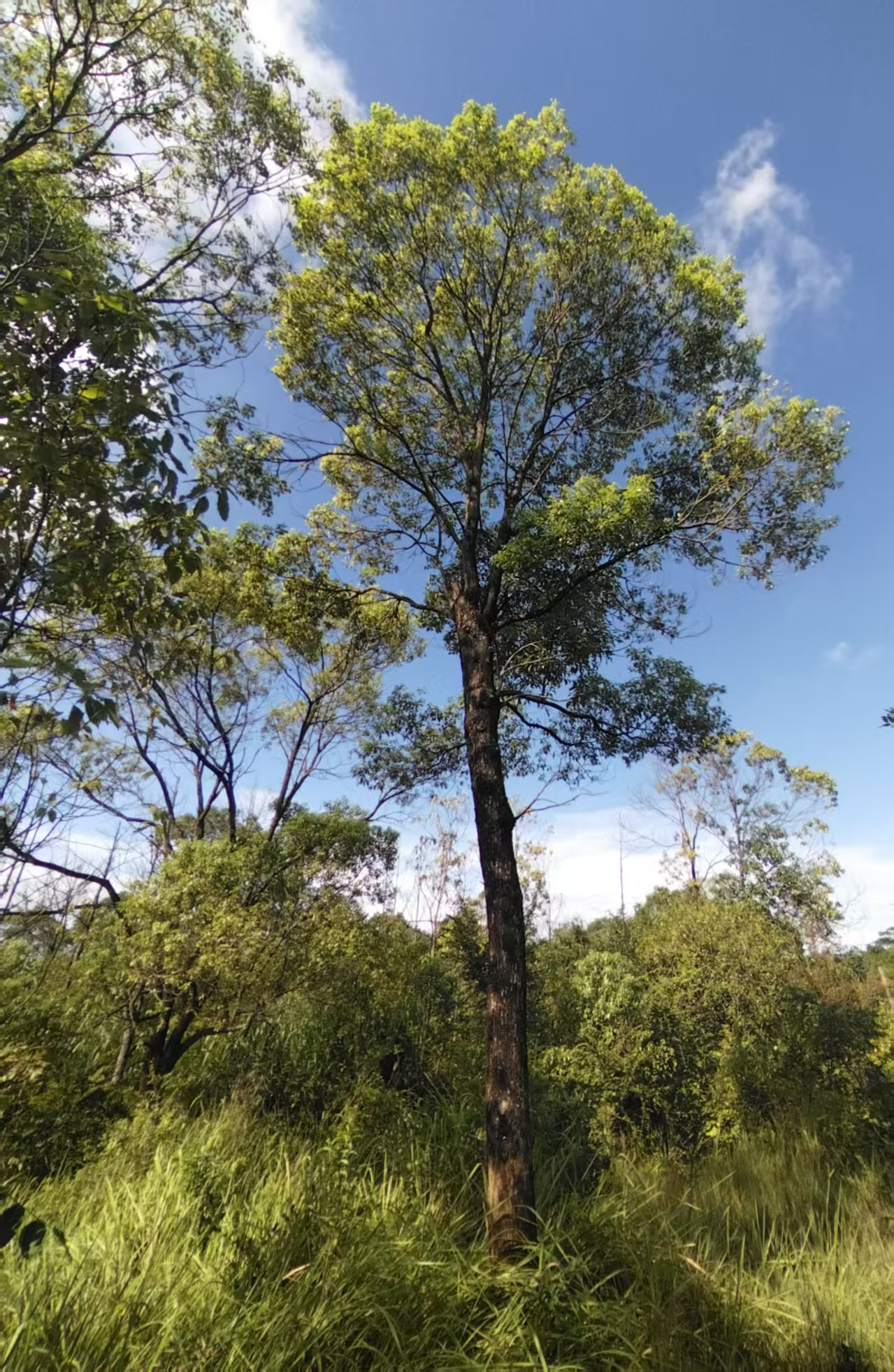 樟树（20-30公分）