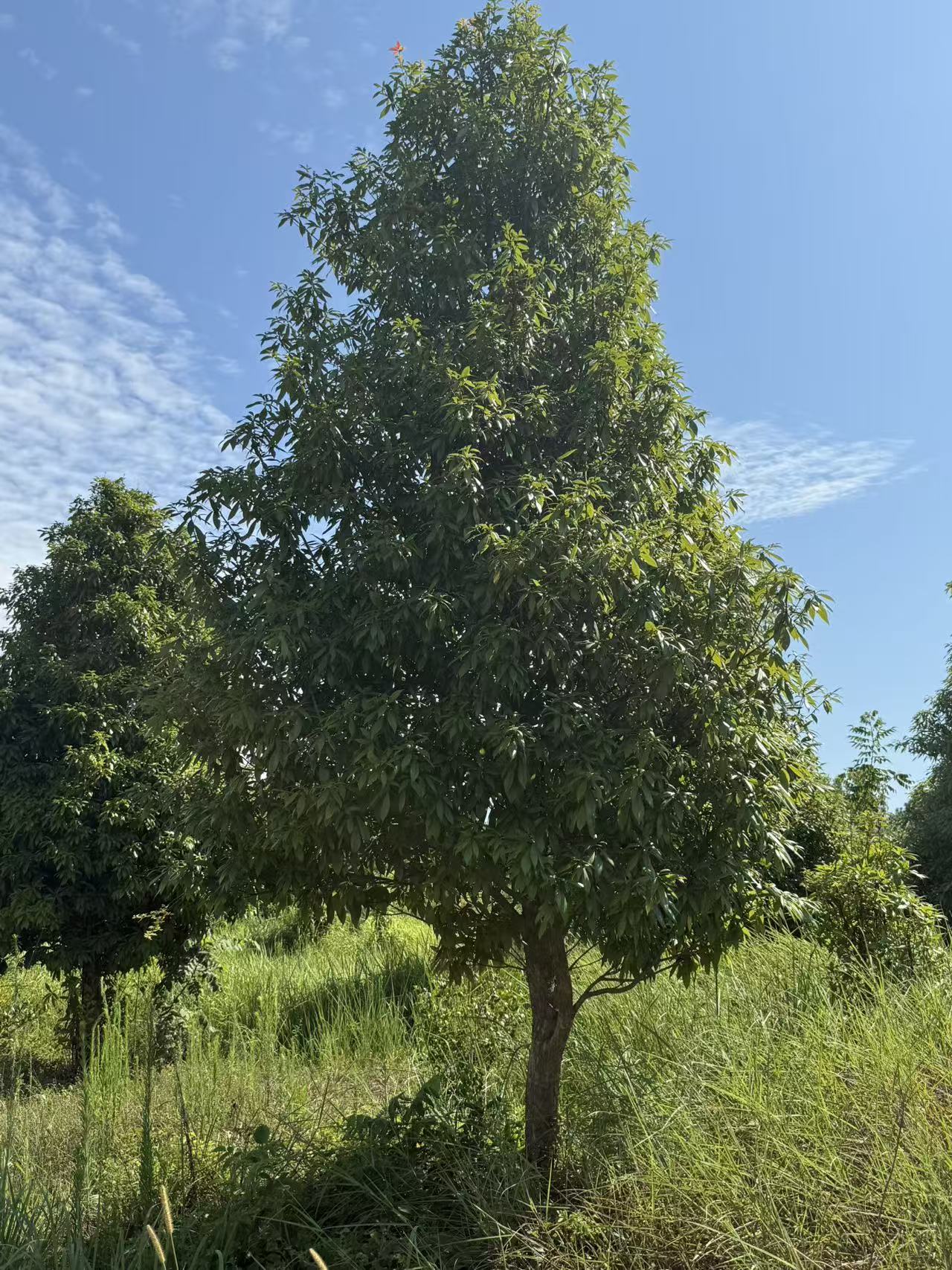 金丝楠木（6公分）