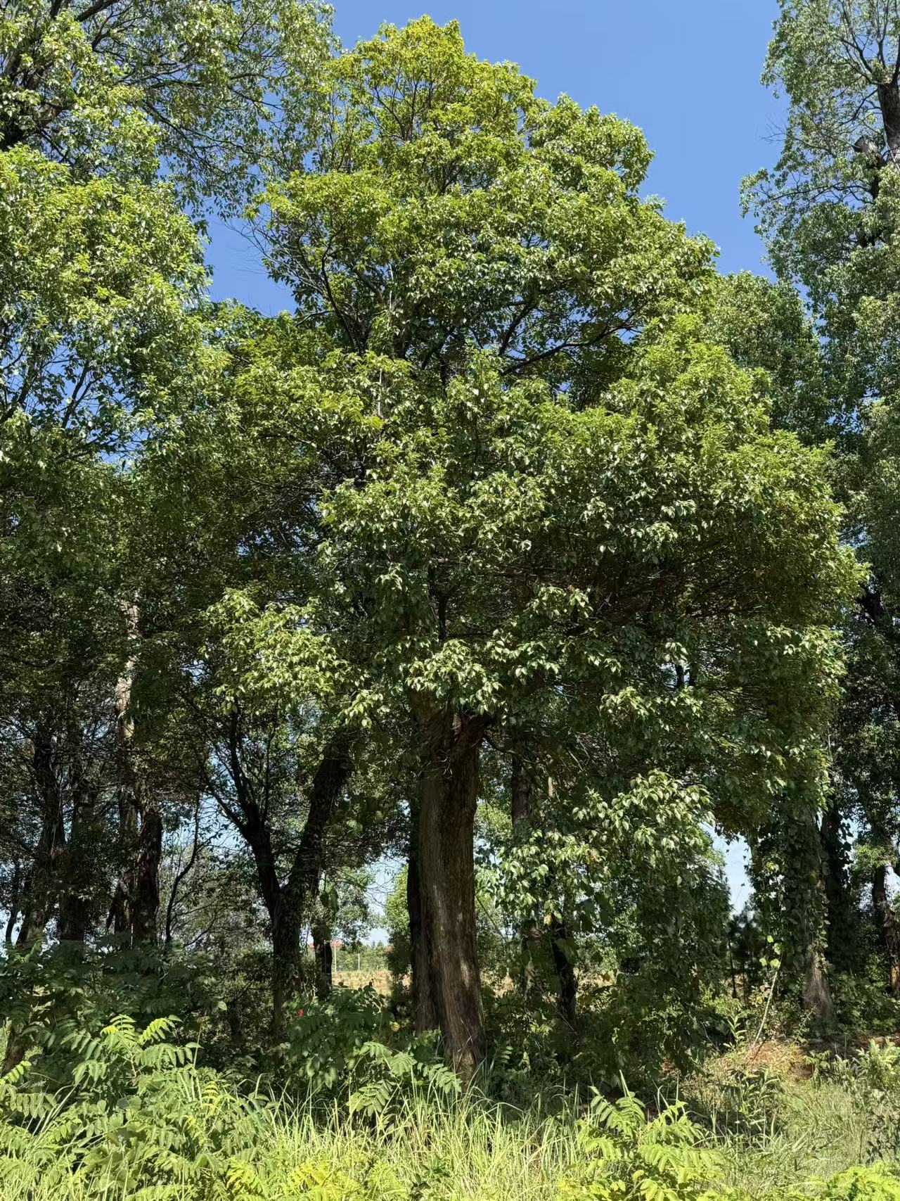 樟树（50-60公分）