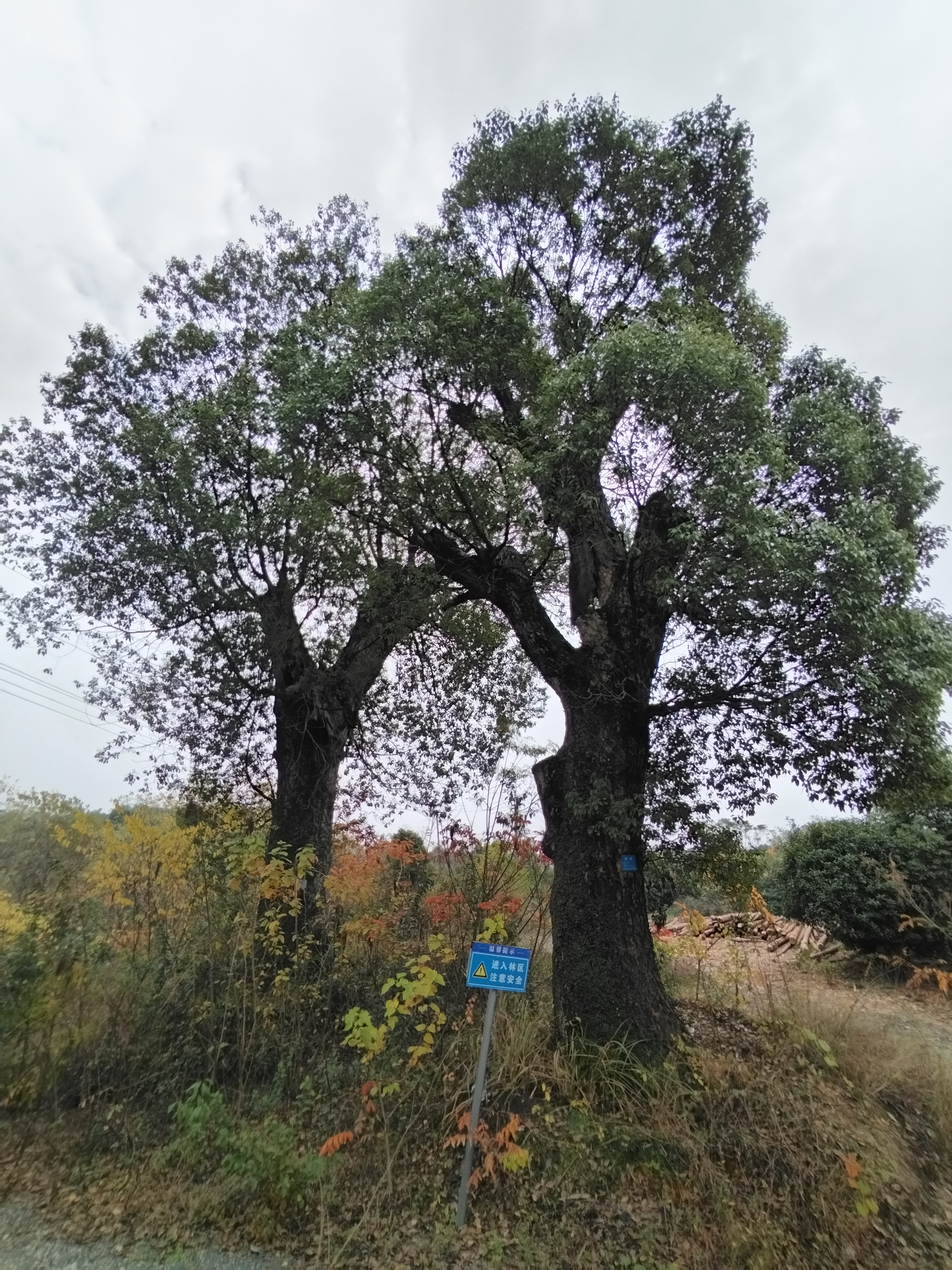 樟树（90-100公分）