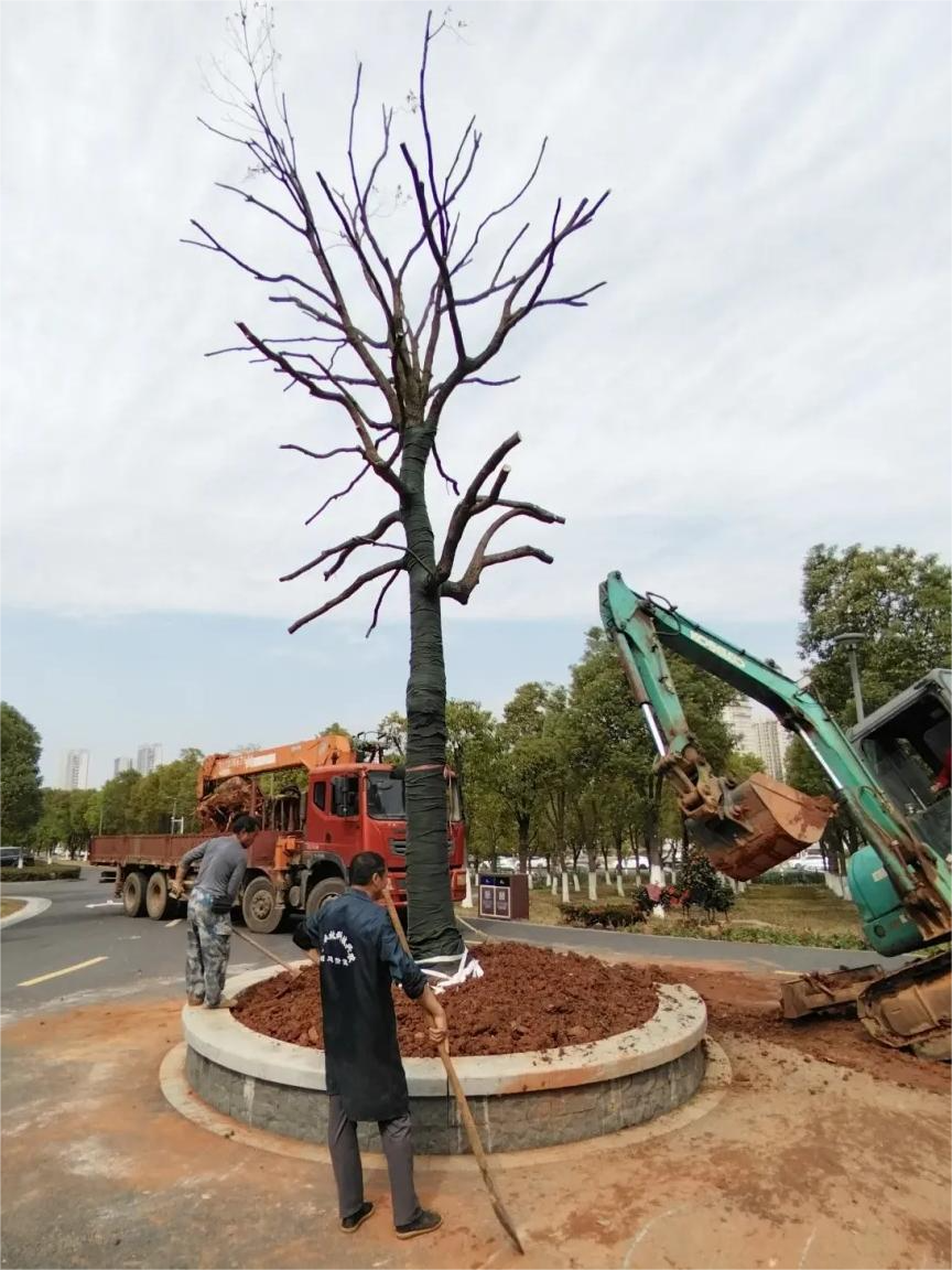 完成苗木移植，助力城市绿化