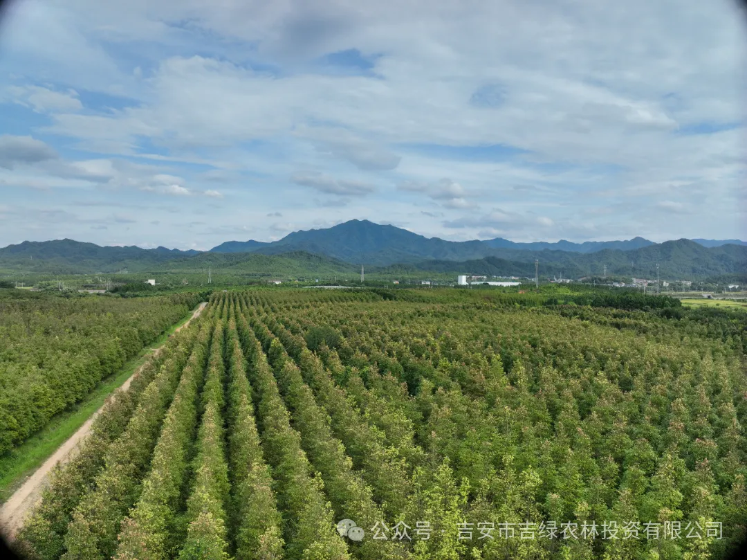 以科技创新，打造楠木示范样板