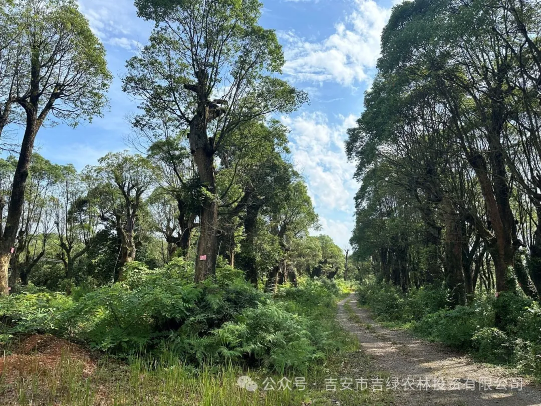 市吉绿公司推动苗木销售工作有序开展