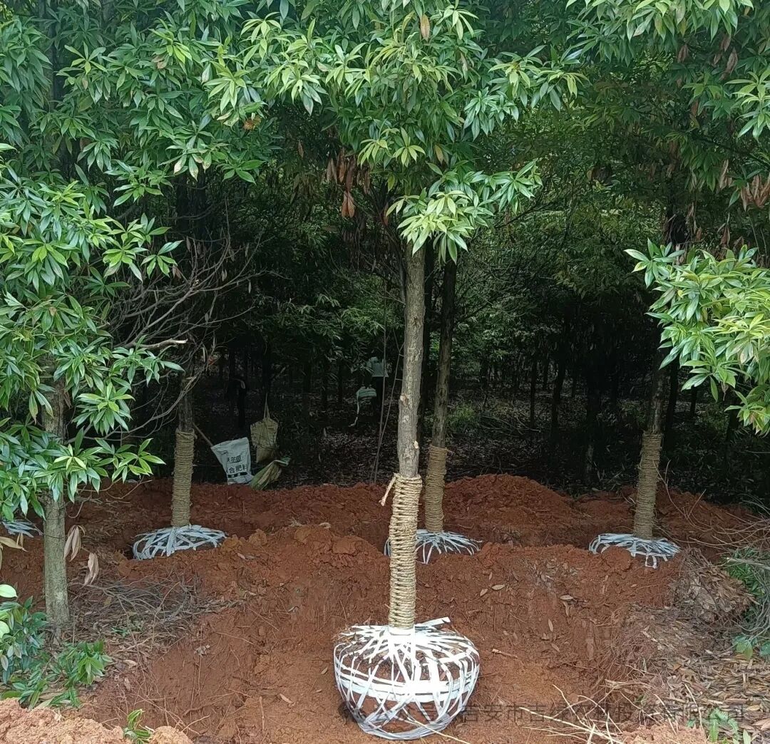 增效益、保生长，促进绿色发展